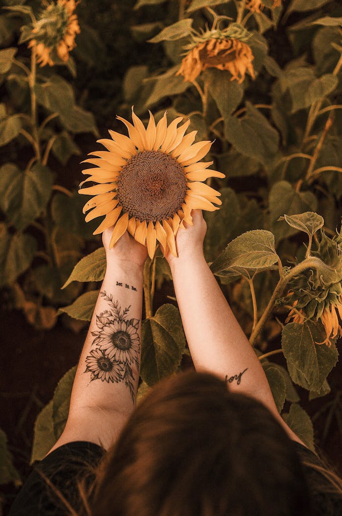 about-img A woman with tattoos holding a sunflower in a blooming field, displaying natures beauty.